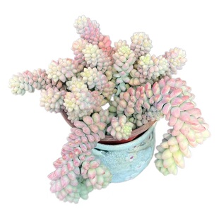 玉坠玉缀一物一拍散桩精控云南精品多肉植物窗台阳台造型盆栽好养