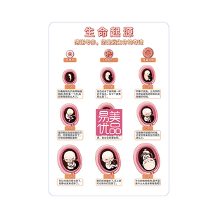 月子中心讲解教具生命起源亚克力立牌母婴咨询医患沟通知识产康店
