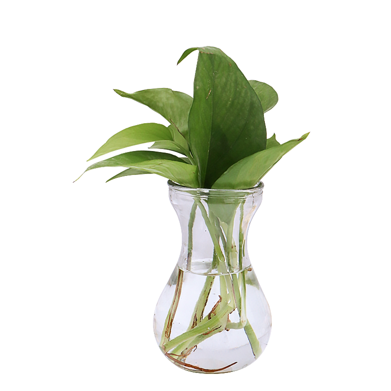 简约玻璃花瓶风信子透明花瓶办公花瓶