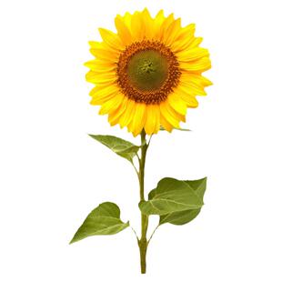 向日葵种子种籽孑观赏盆栽孑苗秧活苗花种花籽一年四季播种