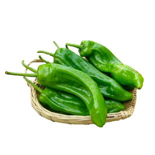 薄皮青椒不辣的菜椒长线椒朝天优质辣椒苗本地土秧苗带土老品种