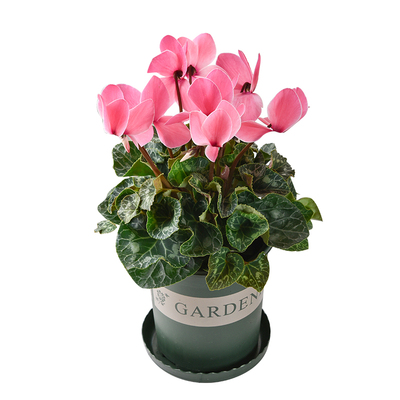 大盆仙客来盆栽冬季好养花量多