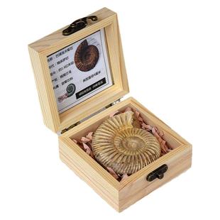 天然侏罗纪古生物巴甫洛夫旋菊石化石标本礼盒摆件礼物儿童科普