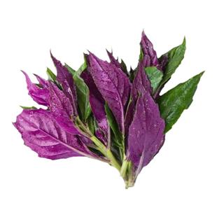血皮菜紫背菜新鲜现摘观音菜四川特产时令蔬菜农家自种全年供货