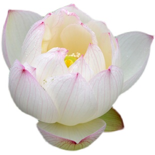 【湘妃女】碗莲乌托邦 小微型 阳台窗台盆栽水培花卉观赏荷花种藕