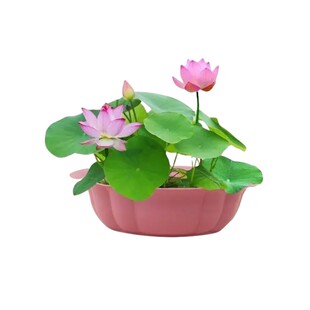 水培碗莲种籽子四季睡莲荷花水养植物室内缸养盆栽铜钱草草籽种孑