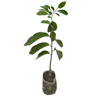 凤梨释迦果苗树榴莲甜水果盆栽牛奶番荔枝果树南方庭院种植苗四季