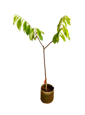 凤梨释迦果树苗当年结果四季种植
