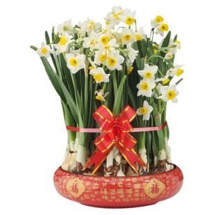 水仙花种球大水仙花球重瓣冬季室内水培雕刻水仙花头漳州水仙种球