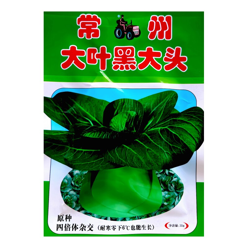 常州大叶黑大头苏州青菜种子四倍体一代杂交原种青梗菜种籽可越冬