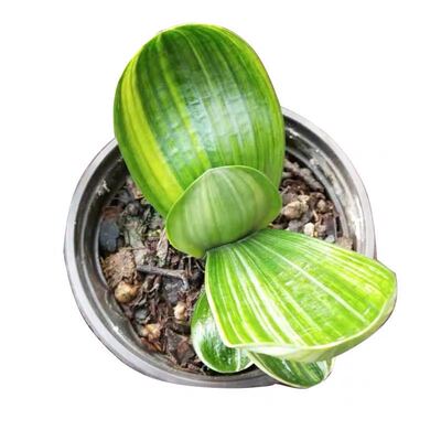 君子兰绿花纯国宝级盆栽花卉