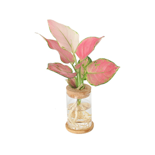 小盆栽桌面室内水养春羽小天使绿萝富贵竹办公室懒人水培植物摆件