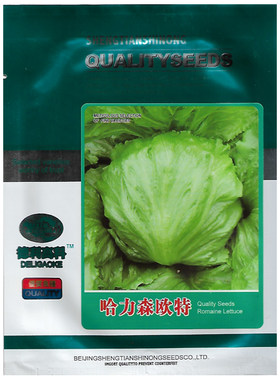 结球生菜西生菜汉堡菜球型种子