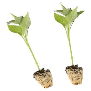 绿圆椒苗辣椒秧苗青椒甜椒太空椒树苗七彩灯笼红彩椒南方种蔬菜苗