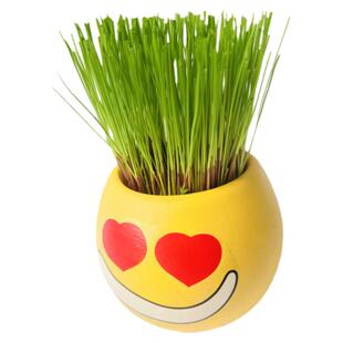 儿童种植表情盆栽长草娃娃表情草头娃娃幼儿园儿童植物草籽种植