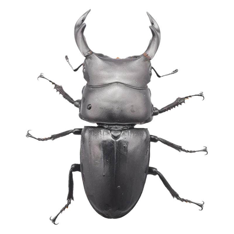 中国大锹成虫活虫幼虫宠物甲虫饲养盒套餐科普昆虫活体锹甲独角仙
