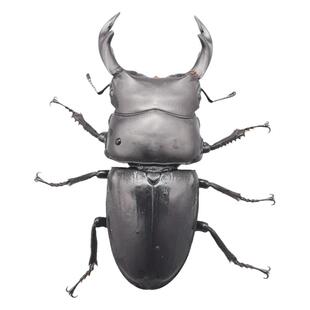 中国大锹成虫活虫幼虫宠物甲虫饲养盒套餐科普昆虫活体锹甲独角仙