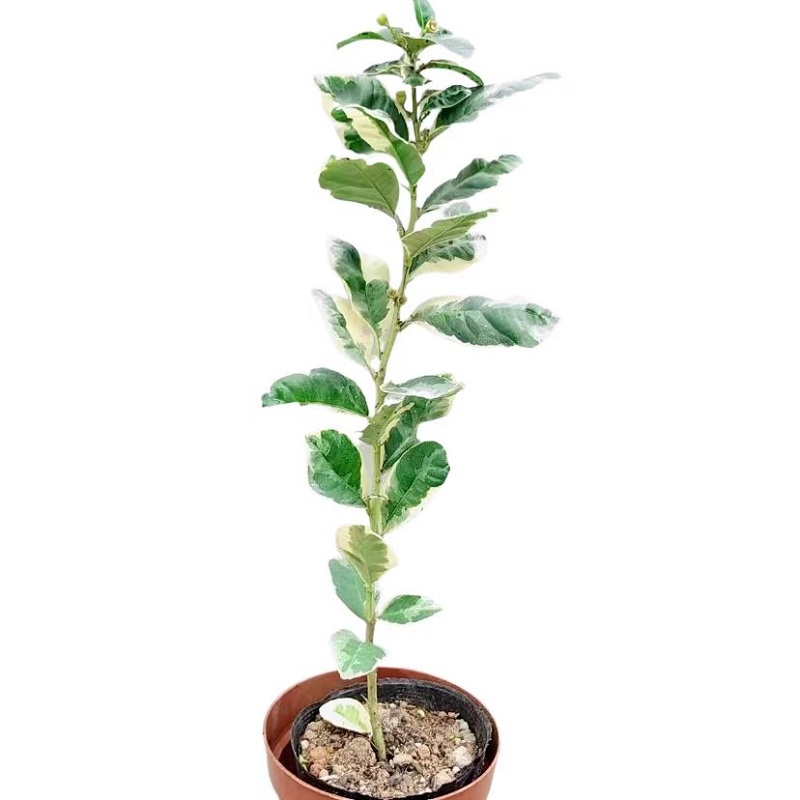 花叶柠檬树苗斑叶柠檬苗可挂果客厅庭院阳台好养活美观绿植盆景