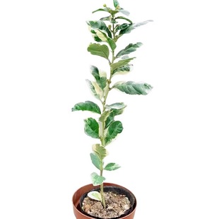 花叶柠檬树苗斑叶柠檬苗可挂果客厅庭院阳台好养活美观绿植盆景