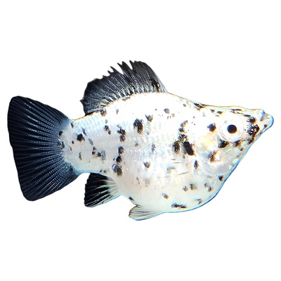 玛丽鱼皮球米奇鱼胎生鱼