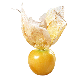 姑娘果灯笼果种子种籽红甜大黄菇娘苗水果春季四季盆栽树苗果苗孑