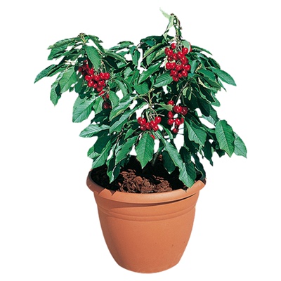 虹越樱桃树苗北方种植盆栽果苗