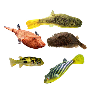 斑马狗头红木瓜狗头鱼皇冠狗头鱼大毛毛狗头金钱狗头河豚鱼活体