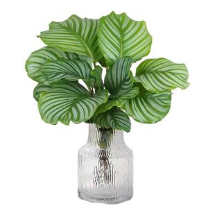 水培植物青苹果竹芋绿植盆栽四季常青室内办公桌好养喜阴净化空气