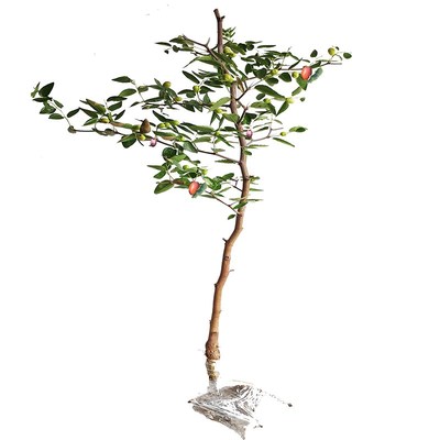 沾化冬枣树活苗当年结果死苗补发