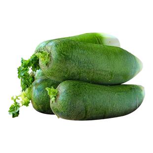 2025水果萝卜甜脆型潍坊萝卜新鲜正宗潍县青萝天津沙窝绿萝卜生吃