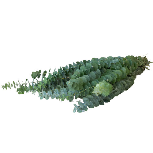 尤加利叶云南鲜花配草基地直发花材搭配花束插瓶水养花艺周边草花