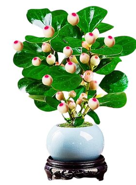 【带20+果】小盼菩提树盆栽