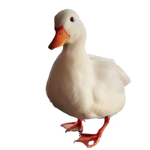 欧洲柯尔鸭CallDuck受精蛋科尔鸭可达鸭网红宠物鸭纯种蛋幼崽活物