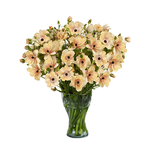 种花王大爷蝴蝶花毛茛花卉盆栽阳台花园庭院洋牡丹花卉