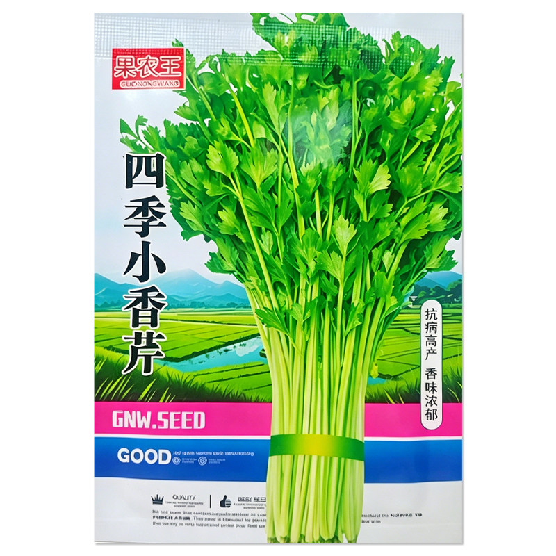 四季小香芹种子芹菜种子