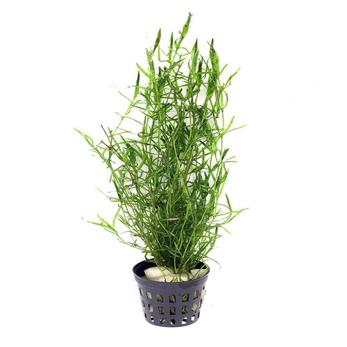 印度小竹节草中后景懒人新手造景虾缸躲避真金鱼藻阴性水草缸活体