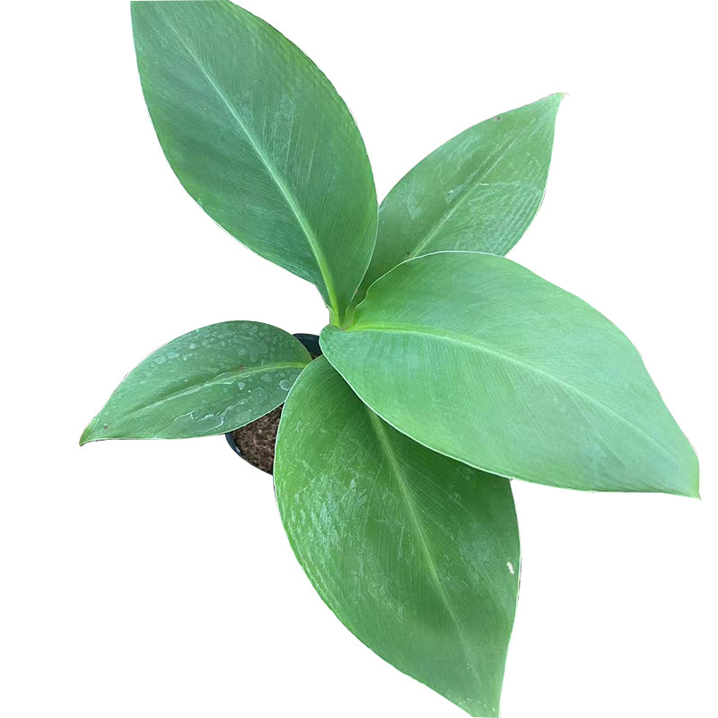 广西B6红香蕉苗皇帝粉蕉苹果粉西贡芭蕉苗矮化中抗组培banana