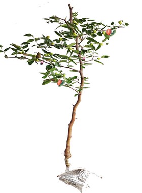 枣树活苗嫁接沾化冬枣当年结果南方北方庭院种植盆栽地新品种果树