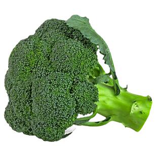 高产西兰花种子耐寒优秀炎秀曼陀绿秋种籽春四季阳台盆栽花菜种孑