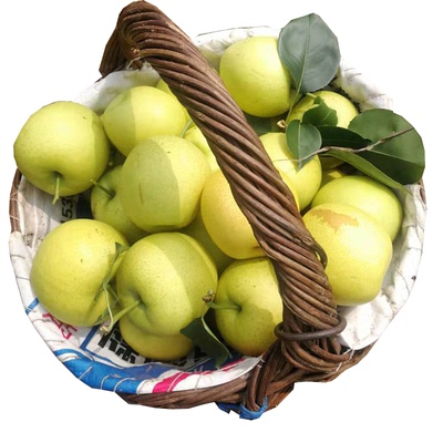 皇妃梨黄妃梨黄冠梨东北2025梨子新鲜包邮当季水果现摘现发