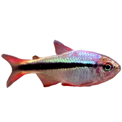 皇室青魔鬼群游鱼热带鱼高端灯鱼