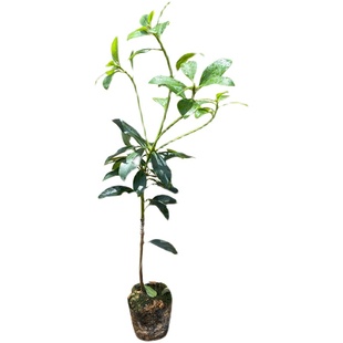 广西八角树苗嫁接矮化高产罗马八角苗大红八角果树苗大料大茴香苗