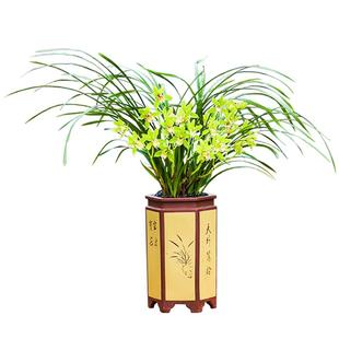 兰花苗大花蕙兰晓玉荷带花苞浓香室内阳台四季花卉绿植盆栽客厅