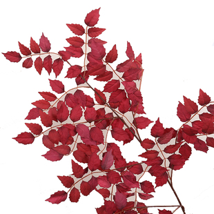 秋色加密款大片高枝叶材景观园林装饰植物假树叶绢布布景打底叶材