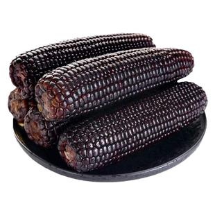 黑甜糯168玉米种子鲜食黑糯玉米种籽黑玉米188种孑黏玉米非转基因