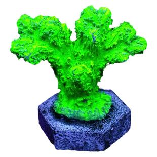 SPS硬骨小断枝A属P属鹿角珊瑚金龙骨猫骨鱼鳞叠瓦冰龙吞牛角活体