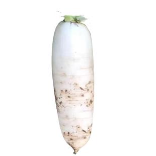 九斤王白萝卜种子春秋冬四季播种蔬菜籽种庭院大田种植长白萝卜孑