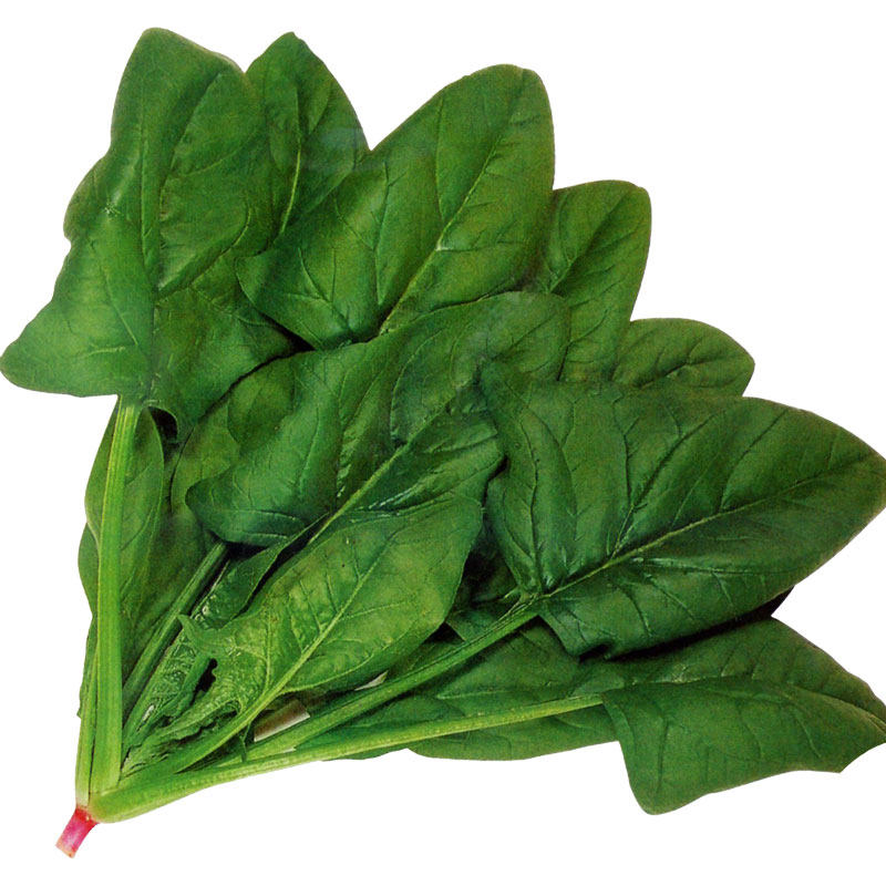 丹麦耐寒菠菜种子孑下半年菜籽种高产波菜蔬菜种籽籽种秋冬季菜籽