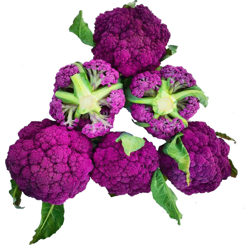 特色菜紫花菜种子免盖叶农家阳台露地种植早熟龙紫松65天蔬菜籽