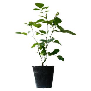 浩田花苑 欧月 灌木/丰花 (Billet doux)情书 月季花中香扦插小苗